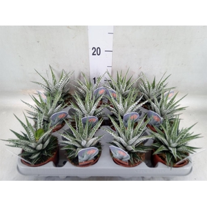 Haworthia fasciata 'Alba'