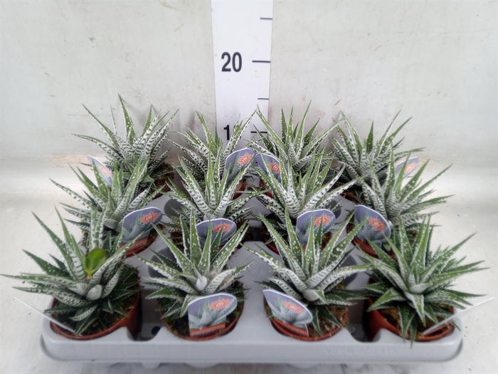 <h4>Haworthia fasciata 'Alba'</h4>
