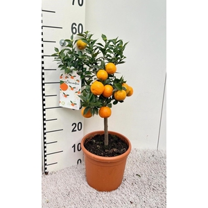 Citrus Chinotto Mandarine on stem