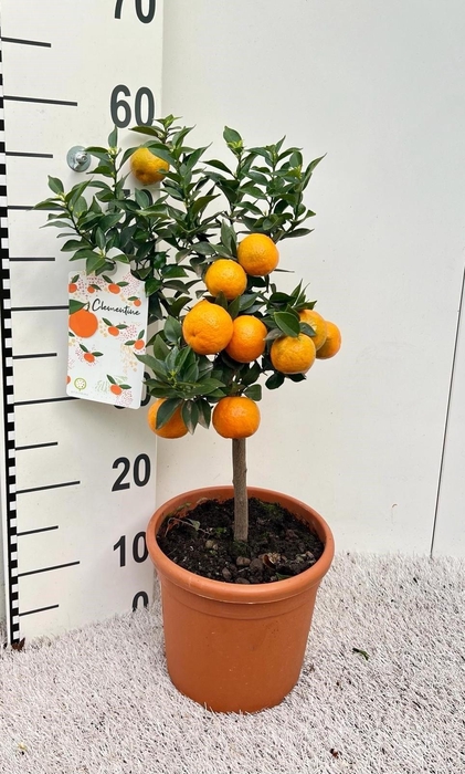 <h4>Citrus Chinotto Mandarine on stem</h4>