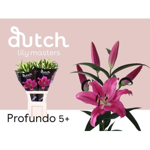 LI. OT PROFUNDO # 5+