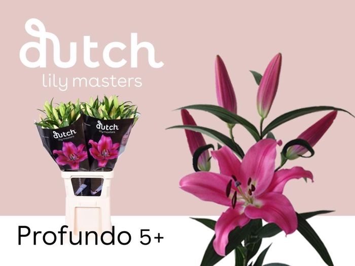 <h4>LI. OT PROFUNDO # 5+</h4>