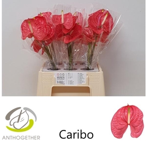 ANTH A CARIBO