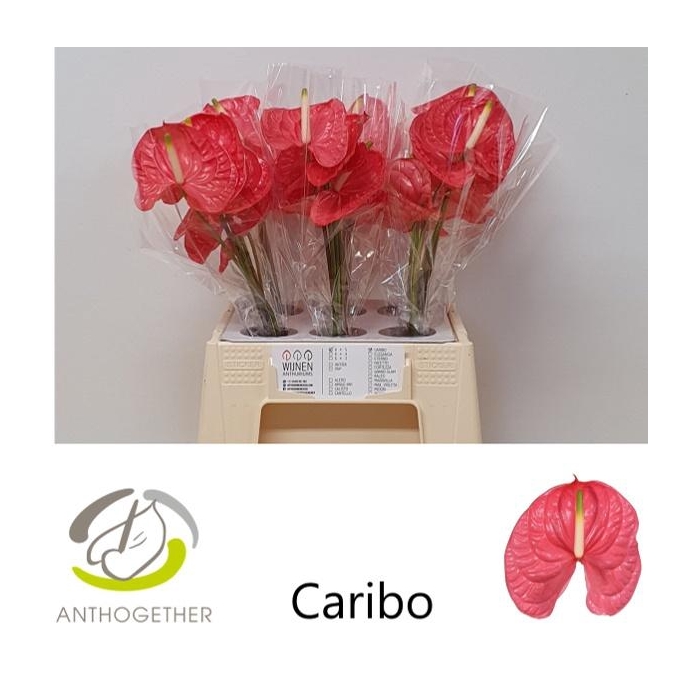 <h4>Anth A Caribo</h4>