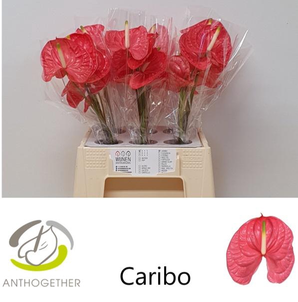 <h4>ANTH A CARIBO</h4>