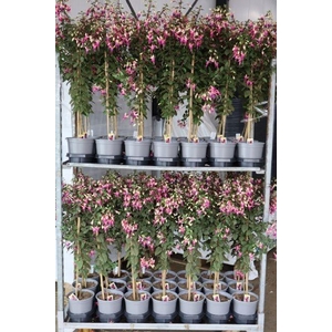 FUCHSIA OV