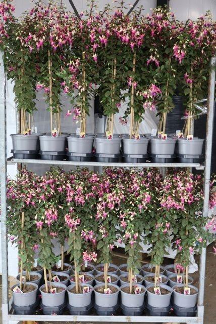<h4>FUCHSIA OV</h4>