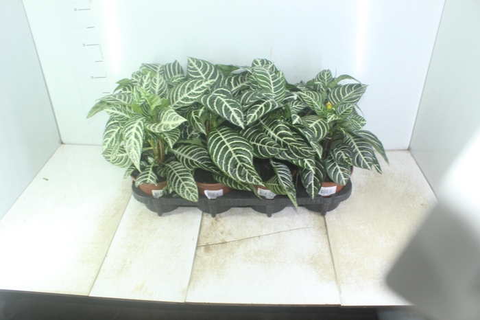 <h4>APHELANDRA P15</h4>