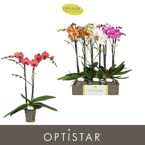 Phalaenopsis gemengd 6 kleuren