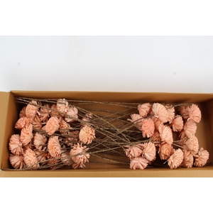 Stick Shola Zinnia Ø12 Salmon