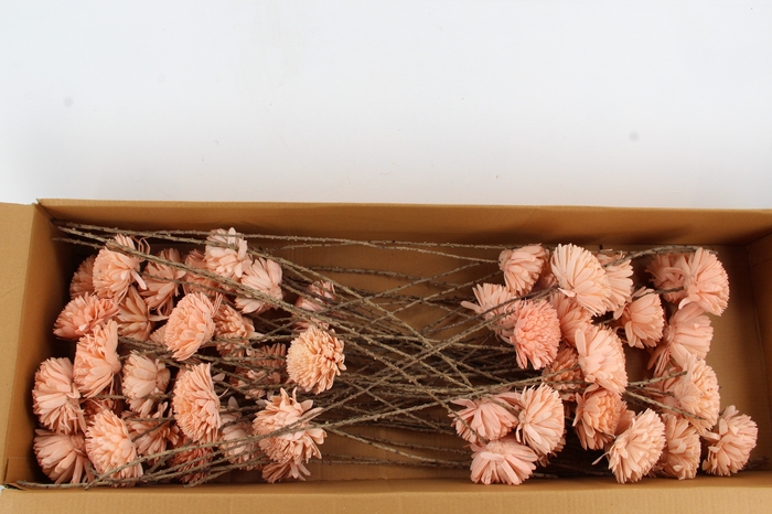 <h4>Stick Shola Zinnia Ø12 Salmon</h4>