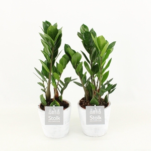 Zamioculcas Zamiifolia 10,5 in White Wash pot