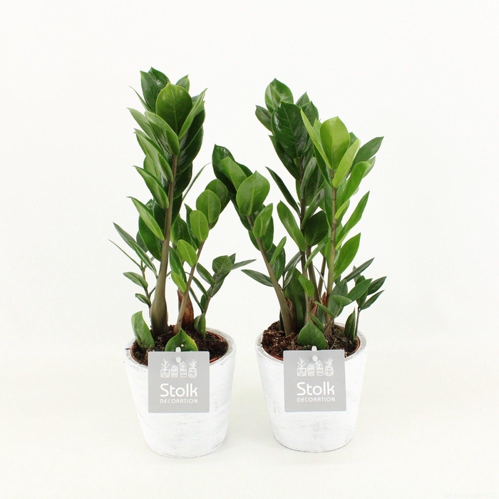 <h4>Zamioculcas Zamiifolia 10,5 in White Wash pot</h4>