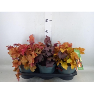 Heuchera   ...