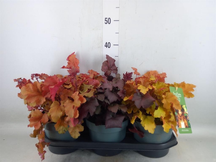 <h4>Heuchera   ...</h4>