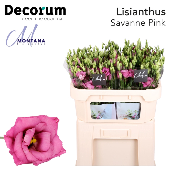 <h4>Eust Savanne soft pink Montana</h4>