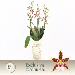 Cambria, White Renaissance 3-spike 'Exclusiva Orchidea' Potcover