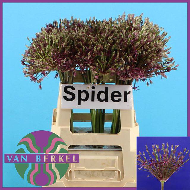 <h4>ALLIUM SPIDER</h4>