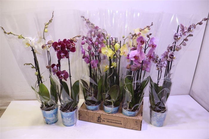 <h4>Phal Gem 4 Kl</h4>