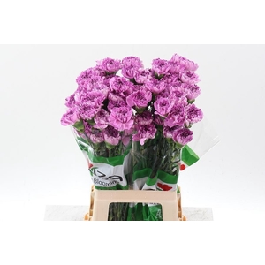Dianthus st yukari scuro