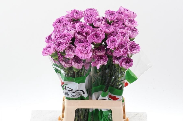 <h4>Dianthus st yukari scuro</h4>