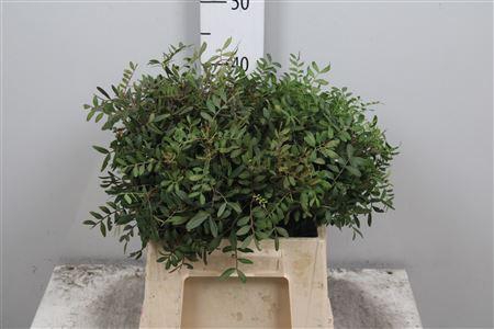 <h4>Pista Ov Blad</h4>