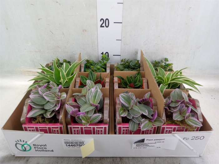<h4>Planten  ..in schaal L%</h4>