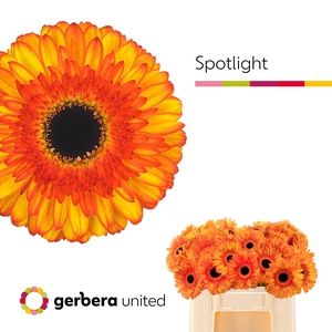 Gerbera Spotlight Water
