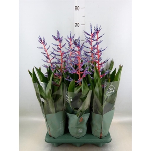 Aechmea  'Blue Rain'