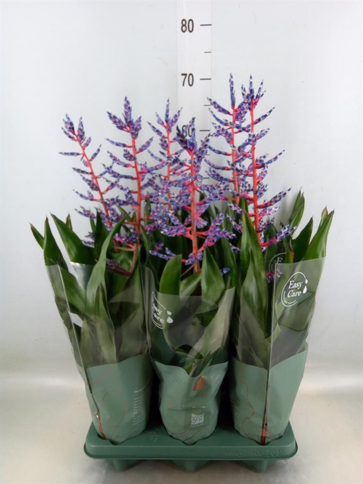 <h4>Aechmea  'Blue Rain'</h4>