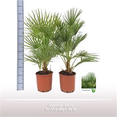 <h4>Chamaerops humilis</h4>