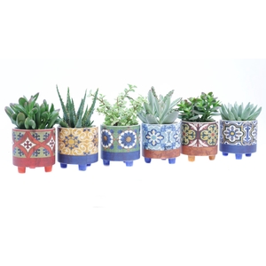 Succulent 8,5 cm in agadir sierpot