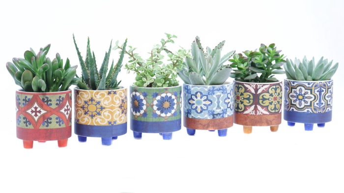 <h4>Succulent 8,5 cm in agadir sierpot</h4>