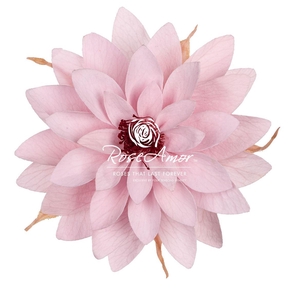 Dalia Pin04