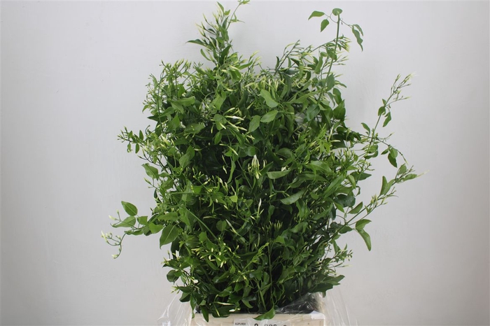<h4>Jasmijn Ranken P Bunch</h4>