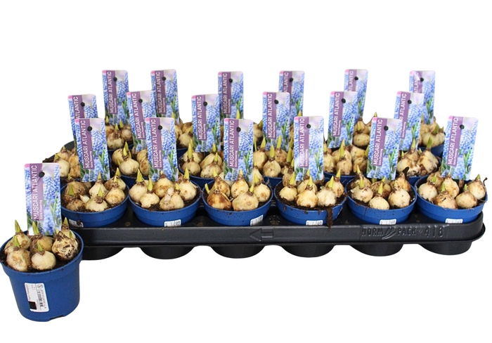 <h4>MUSCAR ATLANTIC</h4>