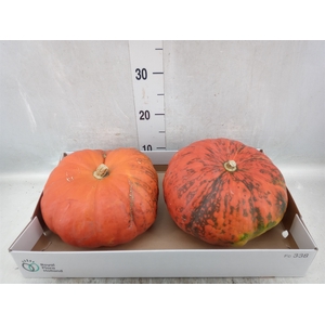 Cucurbita