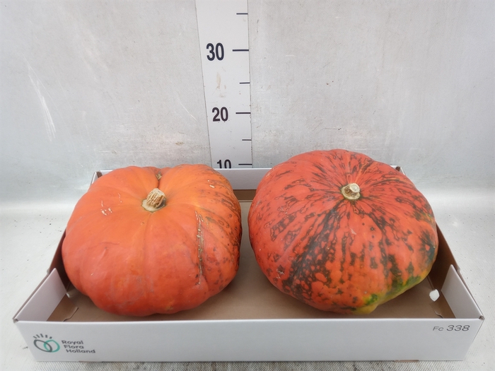 Cucurbita