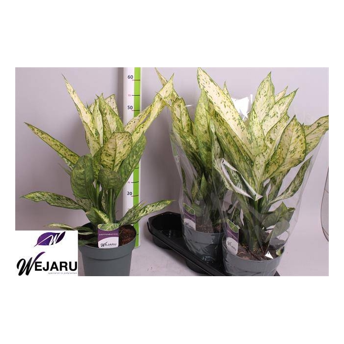 <h4>Dieffenbachia Vesuvius 19Ø 60cm</h4>