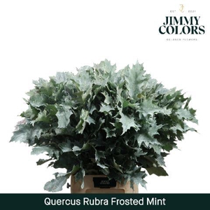 Quercus Rubra L80 Frost Mint