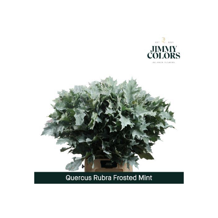 <h4>Quercus Rubra L80 Frost Mint</h4>