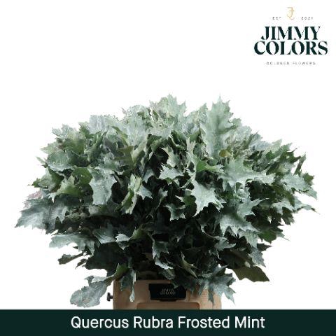 <h4>Quercus Rubra L80 Frost Mint</h4>