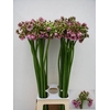 Allium Rosy Bells