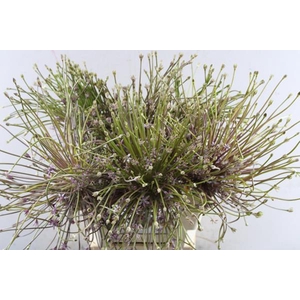 Allium Schubertii (x6) 70cm