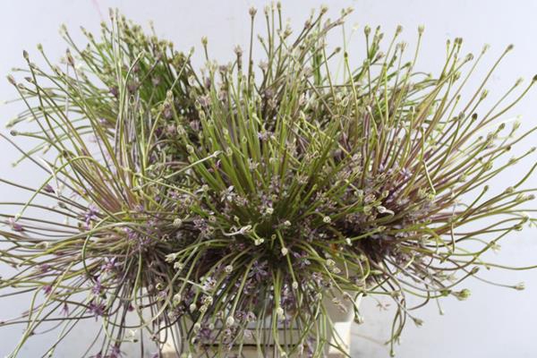 <h4>Allium Schubertii (x6) 70cm</h4>