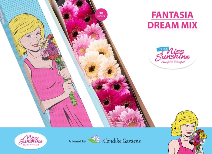 GE MI MIXED FANTASIA DREAM Doos Klein