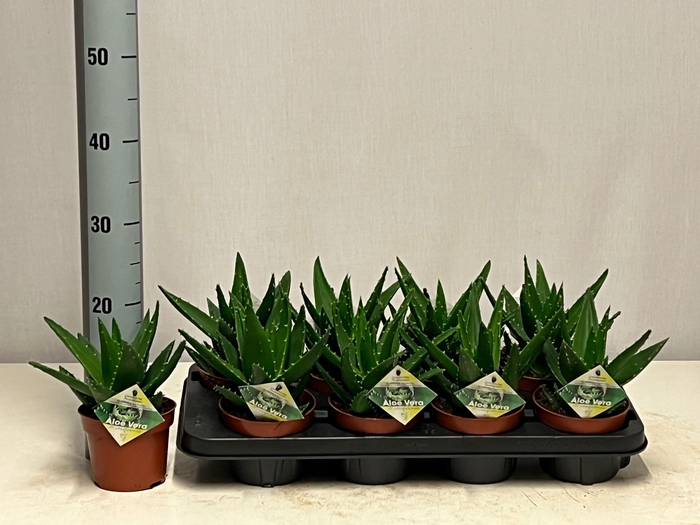 <h4>ALOE PERFOLIATA</h4>