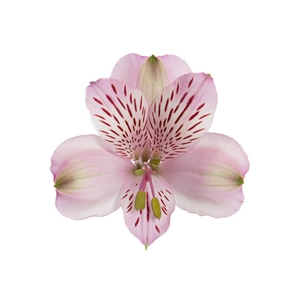 ALSTROEMERIA TAHITI 080 CM