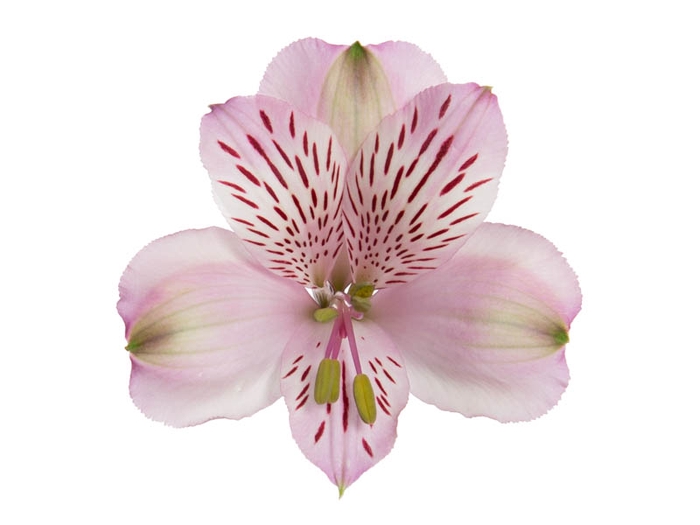 <h4>ALSTROEMERIA TAHITI 080 CM</h4>