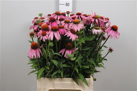 <h4>Echi Purpurea</h4>